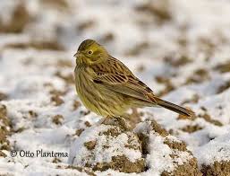 Attēlu rezultāti vaicājumam “Emberiza citrinella juvenile”