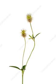 Attēlu rezultāti vaicājumam “Trifolium montanum”