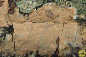 Attēlu rezultāti vaicājumam “Radulomyces confluens”