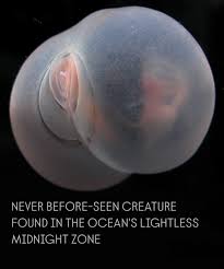 Attēlu rezultāti vaicājumam “Chaetophora pisiformis”