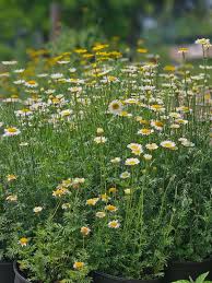 Attēlu rezultāti vaicājumam “Anthemis tinctoria flower”