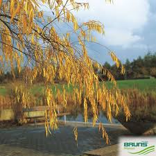 Attēlu rezultāti vaicājumam “Salix daphnoides subsp. acutifolia”