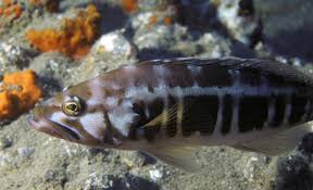 Image result for Serranus atricauda