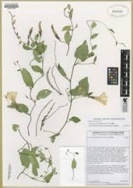 Attēlu rezultāti vaicājumam “Calystegia inflata”