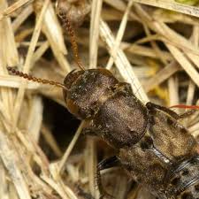 Attēlu rezultāti vaicājumam “Ontholestes murinus”