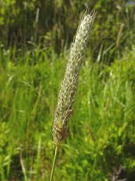 Attēlu rezultāti vaicājumam “Alopecurus pratensis flower”