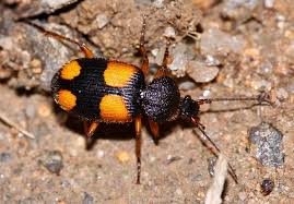 Attēlu rezultāti vaicājumam “Panagaeus cruxmajor”