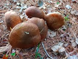 Attēlu rezultāti vaicājumam “Suillus luteus”
