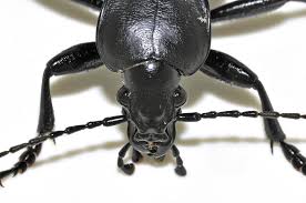 Attēlu rezultāti vaicājumam “Carabus coriaceus”