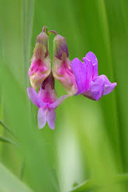 Attēlu rezultāti vaicājumam “Lathyrus palustris flower”