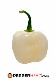 Afbeeldingsresultaat voor white habanero hot pepper