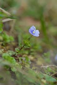 Attēlu rezultāti vaicājumam “Veronica filiformis bud”