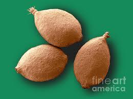 Attēlu rezultāti vaicājumam “Urtica dioica fruit”