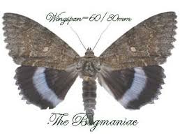 Attēlu rezultāti vaicājumam “Catocala fraxini”