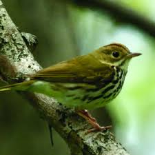 Image result for Seiurus aurocapilla