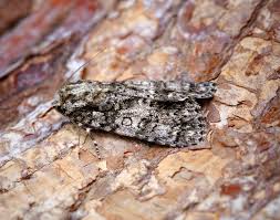 Attēlu rezultāti vaicājumam “Acronicta rumicis”