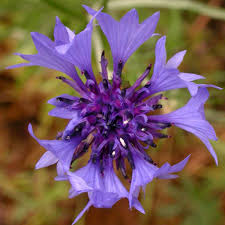 Image result for Centaurea cyanus
