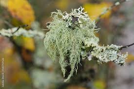 Attēlu rezultāti vaicājumam “Usnea filipendula”