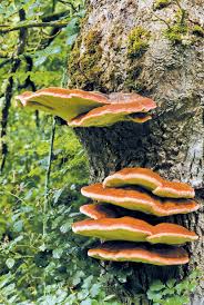 Attēlu rezultāti vaicājumam “fungi”