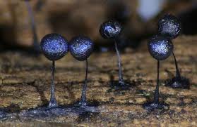 Attēlu rezultāti vaicājumam “Lamproderma ovoideum macro”