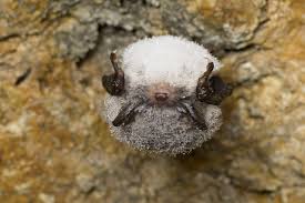 Attēlu rezultāti vaicājumam “Myotis daubentonii”