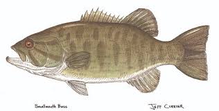 Image result for Micropterus dolomieu