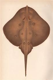 Image result for Leucoraja