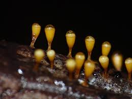 Attēlu rezultāti vaicājumam “Craterium aureonucleatum”