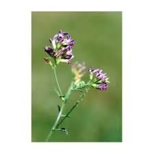 Attēlu rezultāti vaicājumam “Astragalus danicus leaf”