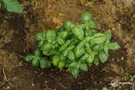 Image result for Basilikum