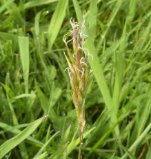 Attēlu rezultāti vaicājumam “Anthoxanthum odoratum fruit”