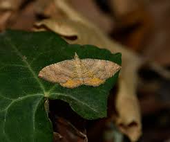 Attēlu rezultāti vaicājumam “Camptogramma bilineata”