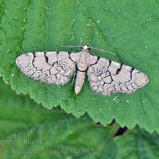 Attēlu rezultāti vaicājumam “Eupithecia venosata”