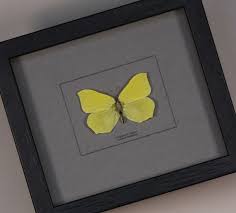 Attēlu rezultāti vaicājumam “Gonepteryx rhamni male”