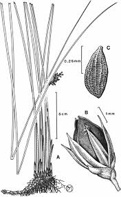 Attēlu rezultāti vaicājumam “Juncus inflexus”