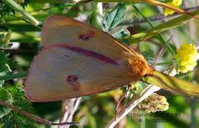 Attēlu rezultāti vaicājumam “Diacrisia sannio male”