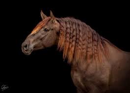 Image result for chestnut friesian