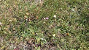 Attēlu rezultāti vaicājumam “Pilosella officinarum”