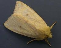 Attēlu rezultāti vaicājumam “Enargia paleacea”