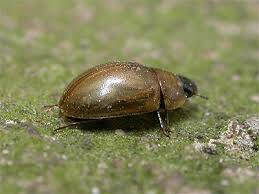 Attēlu rezultāti vaicājumam “Enochrus affinis”