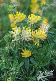 Image result for Anthyllis vulneraria