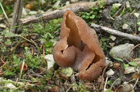 Attēlu rezultāti vaicājumam “Peziza varia”