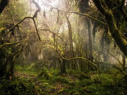 Výsledek obrázku pro yungas