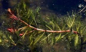Attēlu rezultāti vaicājumam “Myriophyllum spicatum”