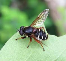 Attēlu rezultāti vaicājumam “Sericomyia lappona”