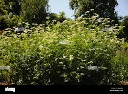 Attēlu rezultāti vaicājumam “Chaerophyllum aromaticum flower”