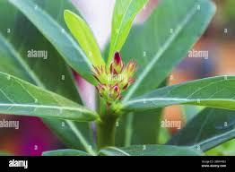 Attēlu rezultāti vaicājumam “Menziesia ferruginea flower”