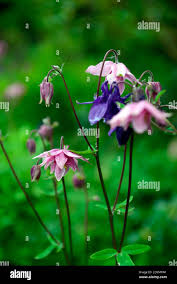 Attēlu rezultāti vaicājumam “Aquilegia vulgaris flower”