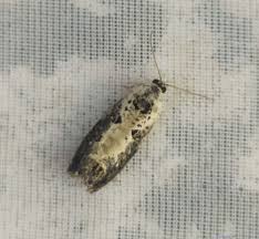 Attēlu rezultāti vaicājumam “Hedya salicella”