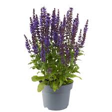 Image result for Salvia nemorosa